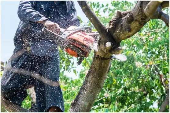 tree services Phoenixville